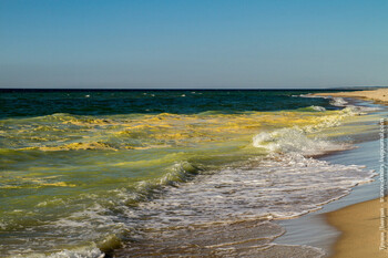Балтийское море у Куршской косы окрасилось в жёлтый цвет
