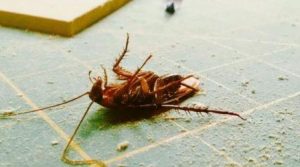 Городская станция дезинфекции: обзор услуг