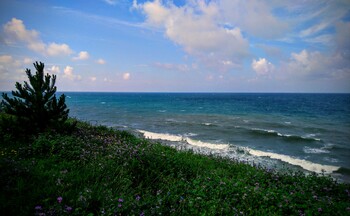 Полиция ищет туристов, жаривших мясо дельфина на пляже в Анапе