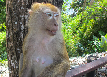 Роспотребнадзор дал советы, как избежать заражения оспой обезьян