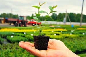 Облагораживаем сад: что учесть при выборе и посадке саженцев многолетних деревьев