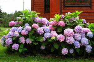 "Долина растений": богатый выбор саженцев на любой вкус