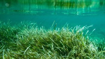 У берегов Австралии нашли самое большое растение в мире