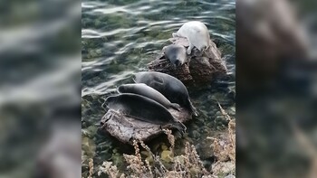 Уникальную белую нерпу обнаружили на озере Байкал
