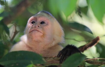 Число заражений оспой обезьян Европе выросло в три раза