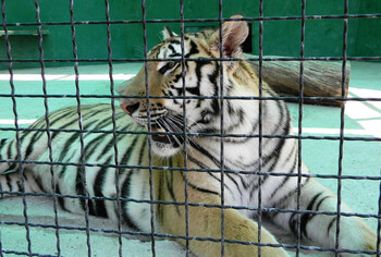 Директор парка львов «Тайган» получил тюремный срок