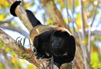В Турции выявлен первый случай заражения оспой обезьян