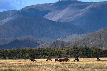 В Туве произошло сильное землетрясение 