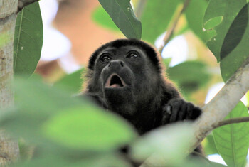 ВОЗ объявила вспышку оспы обезьян чрезвычайной ситуацией в области здравоохранения