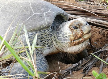 Возбудитель холеры выявлен на рынке китайского города Ухань