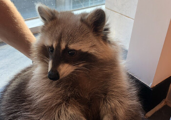 Еноты устроили погром в отеле Анапы