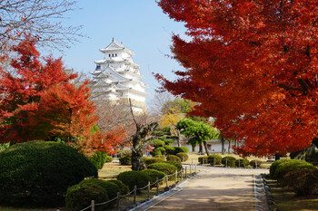 Названа стоимость туров в Японию в сезон момидзи 