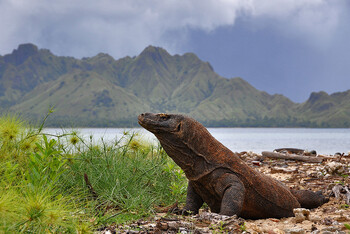 В индонезийском нацпарке Комодо отложили повышение платы за вход