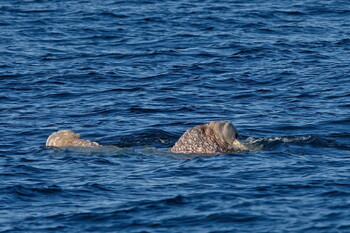 В Осло усыпили моржиху Фрейю