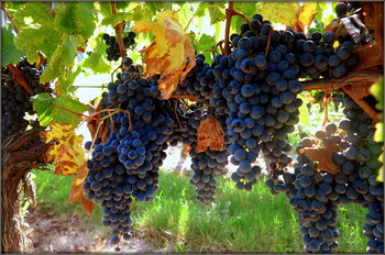 Во Франции из-за засухи будет меньше вина