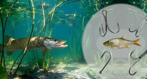 Советы рыбакам: как правильно насаживать живца на крючок