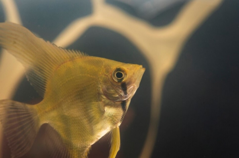 «Мосинжпроект» создает на Урале один из крупнейших проектов с океанариумом