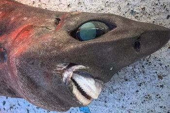 В Австралии поймали редкую уродливую рыбу