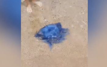 В Крыму обнаружена редкая синяя медуза