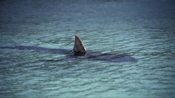 Акулы плавают по затопленным улицам городов Флориды