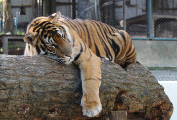 Тигр сбежал из этномузея в Бурятии