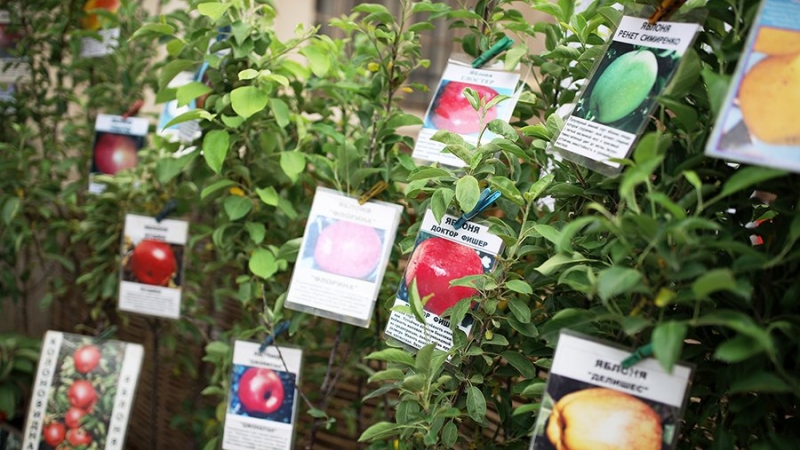 Яблочный спад: селекционеры пожаловались на демпинг производителей импортных саженцев