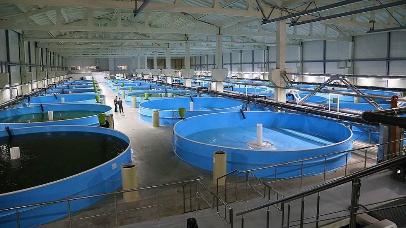 Как в Наро-Фоминске будут выращивать форель в промышленных масштабах