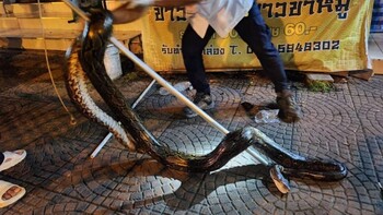 На Пхукете поймали огромного питона