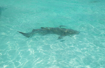 Акула появилась на пляже в Дубае