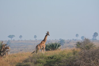 Авиакомпании могут усилить контроль на стыковочных рейсах из-за эболы в Уганде
