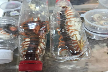 Более 140 скорпионов, змей и пауков изъяли у пассажира в аэропорту «Жуковский»