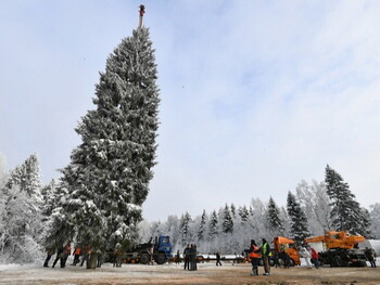 Ель для Соборной площади Кремля нашли в Подмосковье