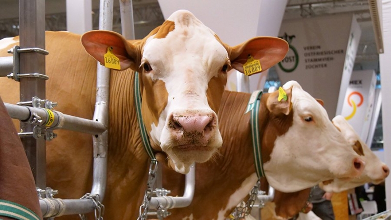 Правительство расширило субсидии и гранты для животноводов и сельхозпроизводителей