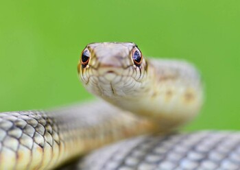 Змея потерялась в метро Москвы