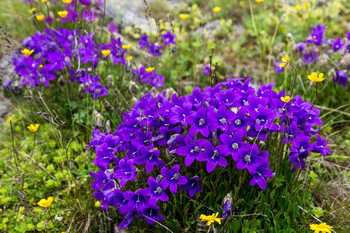 В Северной Осетии создадут ботанический сад