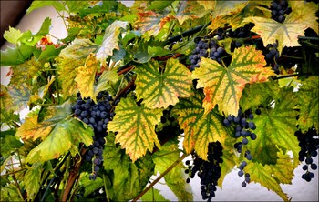 Новый железнодорожный круиз запустят из Москвы к винодельням Кубани 