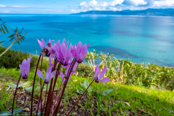 Туроператор запустит туры на Кипр с перелётом через Кувейт