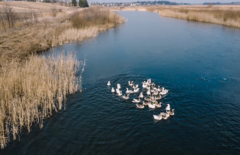 В Курганской области ищут специалистов, которые расчистят русло ручья Червоток