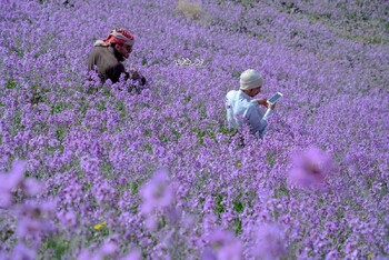 В Саудовской Аравии зацвела пустыня