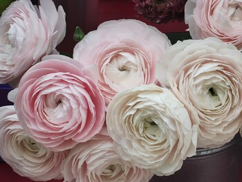 Ботанический сад для туристов и студентов заложат в Магасе