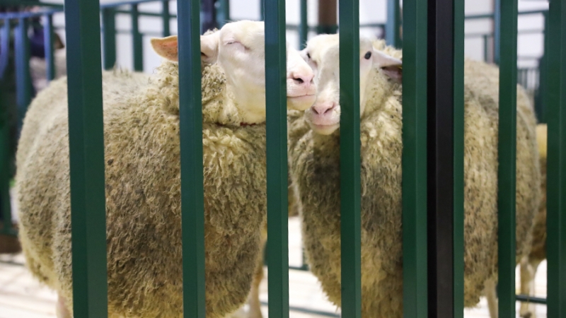 Ученые в РФ разработали рецепты кормов для животных из просроченных продуктов