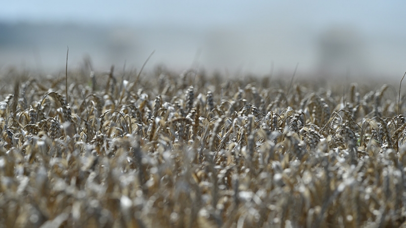 В Минсельхозе предрекли достойный урожай в 2023 году