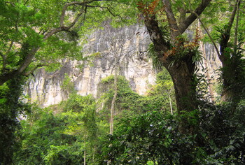 В Таиланде спасли туристов из РФ, два дня блуждавших в джунглях