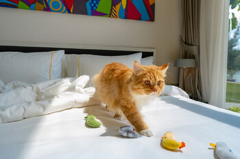 Курорт на Пхукете ждёт на отдых четвероногих гостей