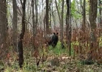 Турист из РФ пропал в Непале после атаки носорога