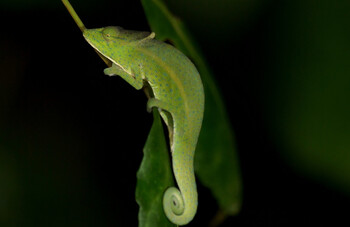 Турист пытался ввезти в РФ 350 экзотических земноводных и насекомых 