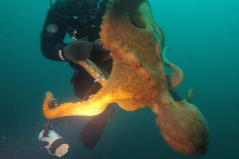 В Канаде большой осьминог напал на дайверов 