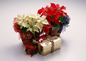 Выбор цветов в подарок: что лучше – букет или цветок в горшке?