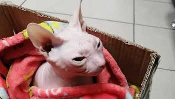 В аэропорту Екатеринбурга хозяева бросили свою кошку и улетели в Москву