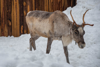 Эко-курорт с оленьим парком построят в Ленинградской области